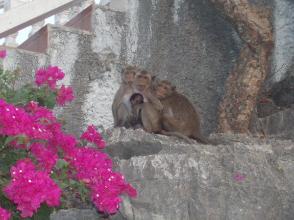 Temple monkeys