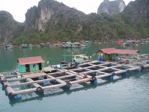 Halong Bay's fishing village