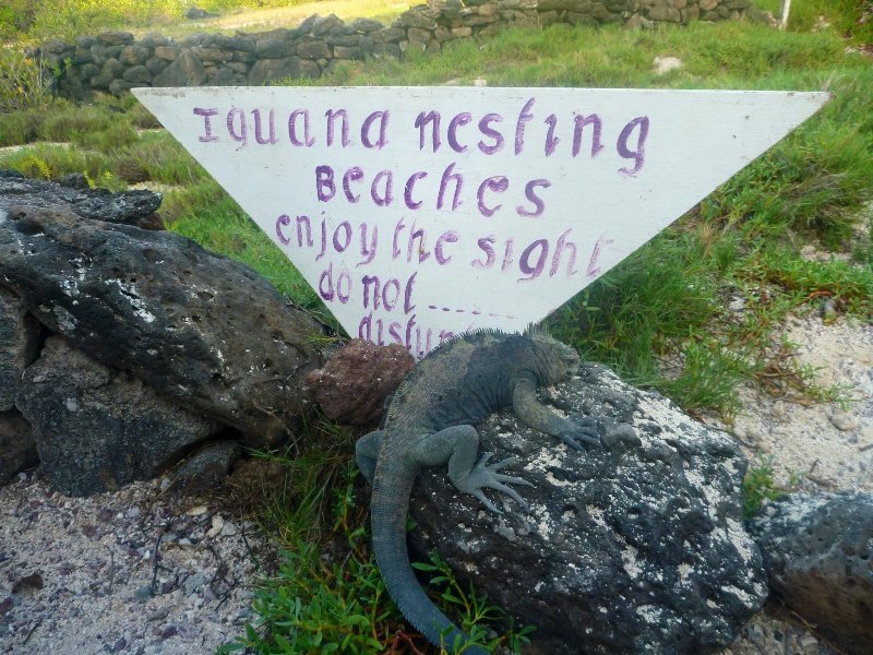 Iguanas everywhere 