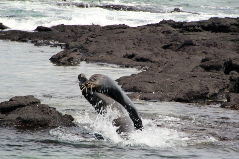 Bull seals fighting