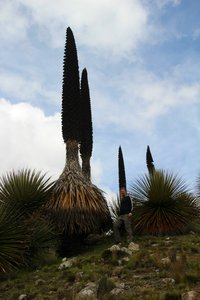 Holy cactus