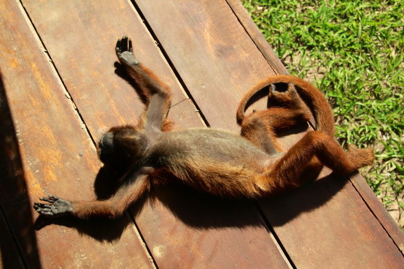 Sun tanning monkey