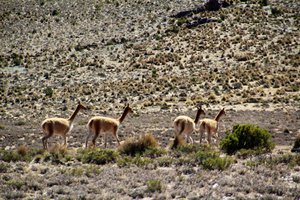 Vicuña, a native animal in Peru and bolivia, a scarf made with their fur is $1000 us.