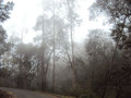 fog_hugging_forest