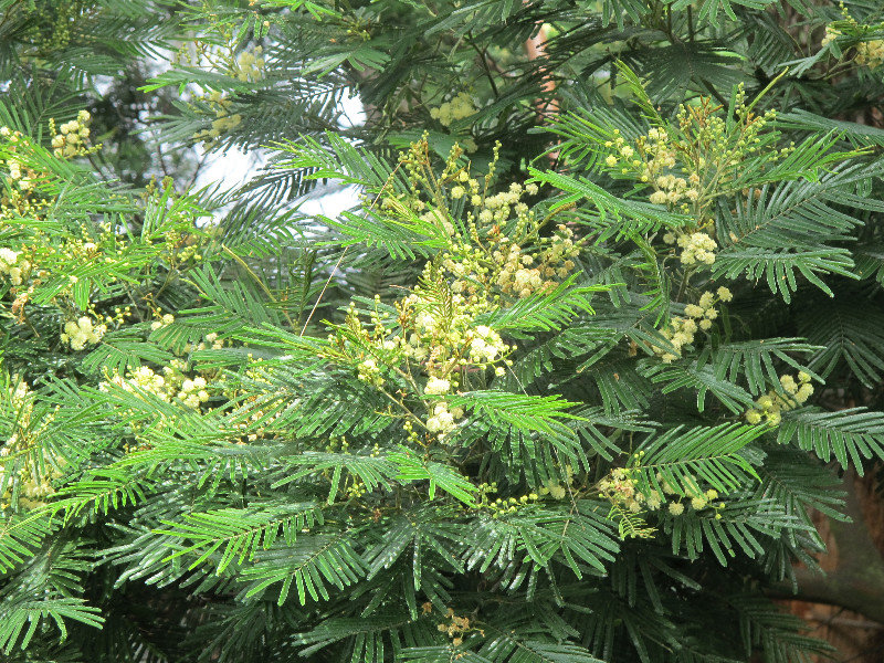 acacias on the side of the path