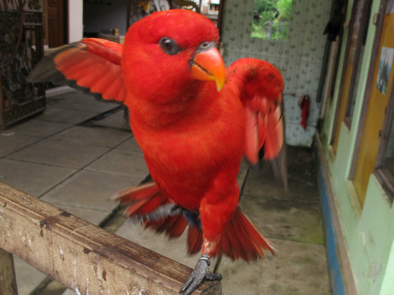 dancing parrot