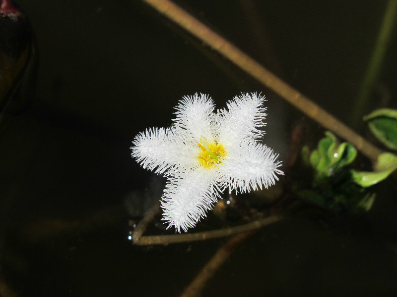 small fluffy water flower