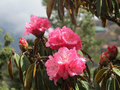 Rhododendrons flowering