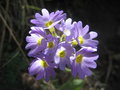 a himalayan flower