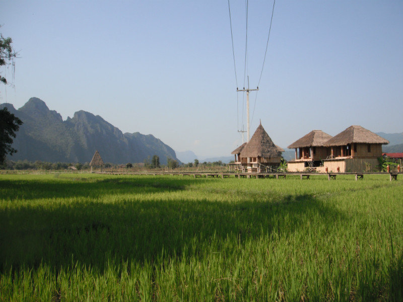 Rice patty fields
