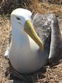 Beautiful albatross 