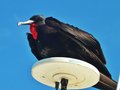 Frigate bird on our boat 