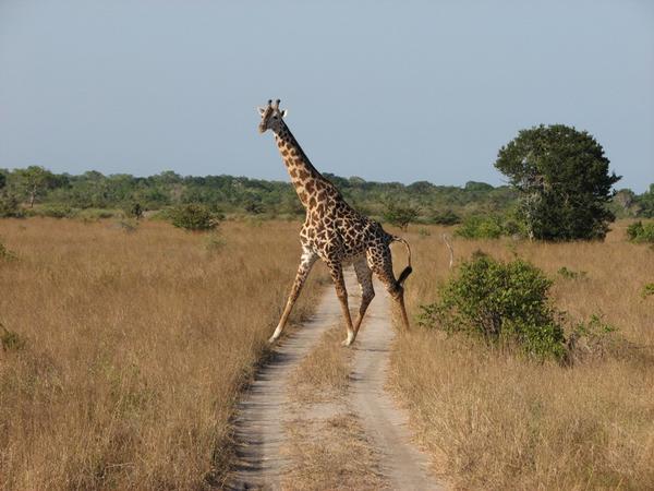 Napenda Twiga - I Like Giraffes