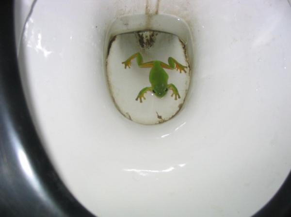 The Toilet Toad!!