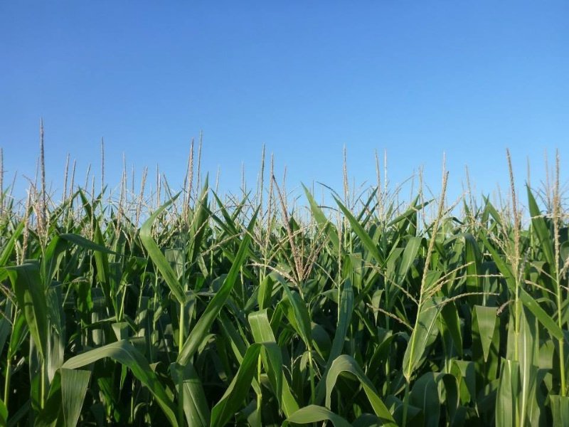 One of many corn fields 