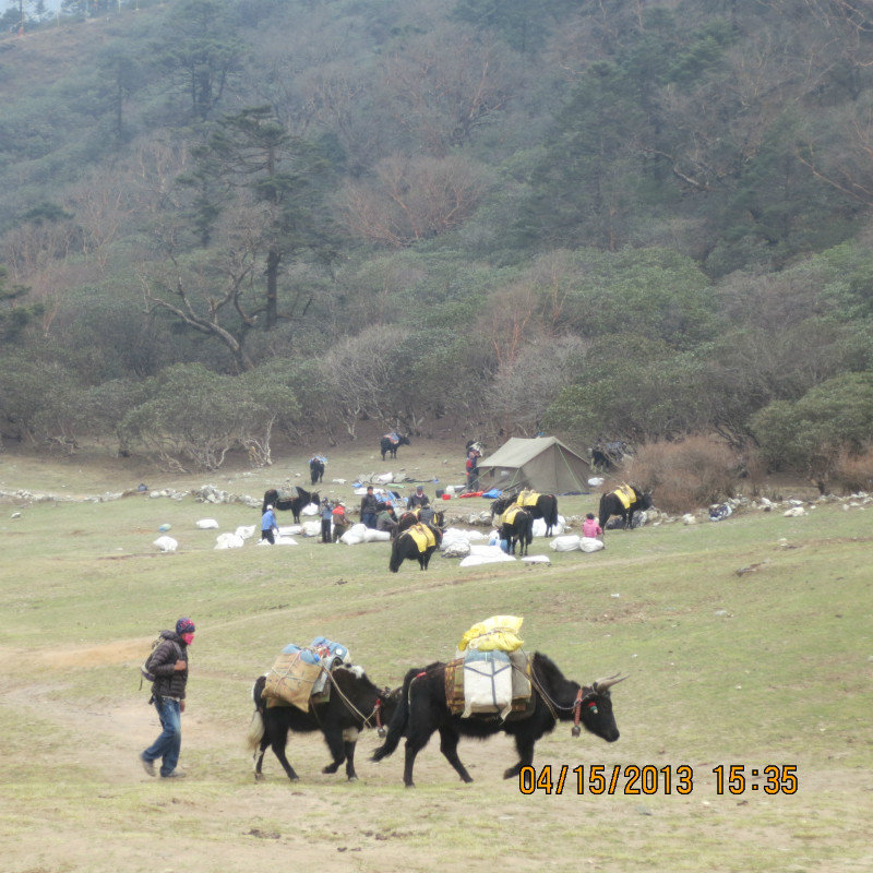 yaks passing by