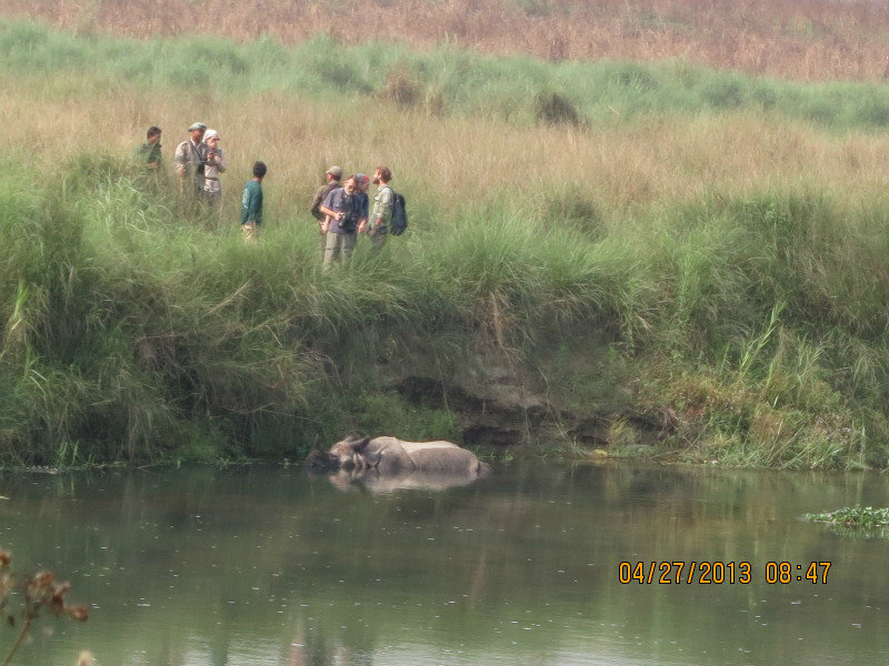 rhino in chitwan