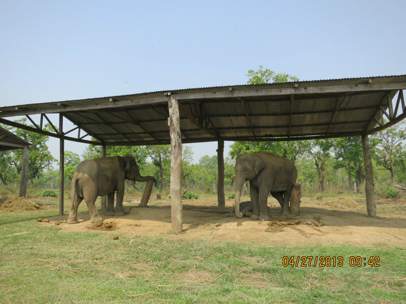 elephant breeding center