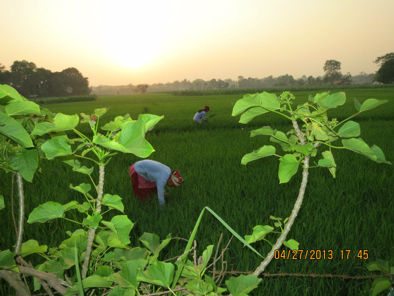 sunset over village in chitwan