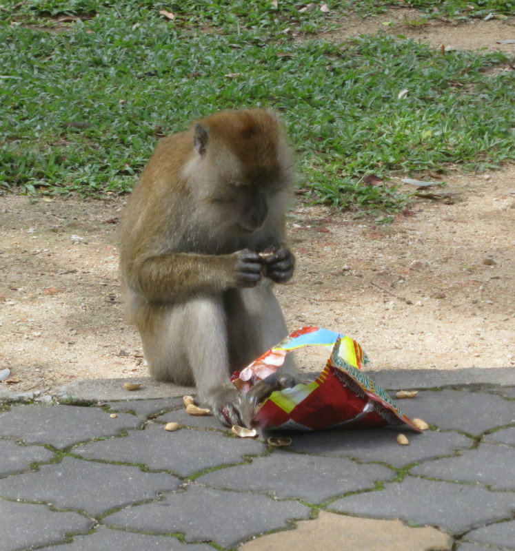 monkey at botanical gardens