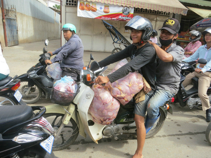 transporting chicken