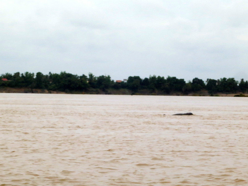 dolphin in mekong river