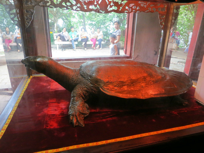 Ho Guom Turtoise