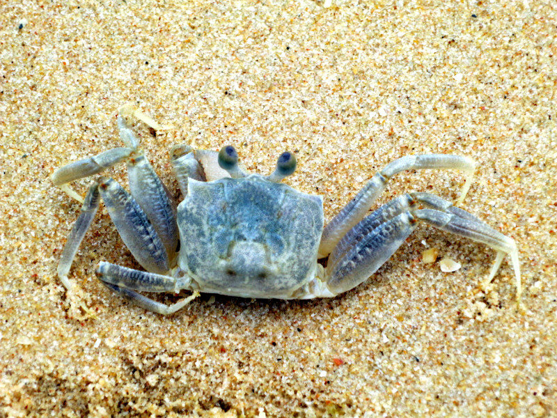 little crab on the beach