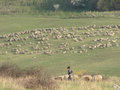 A Shepard with his flock of sheep