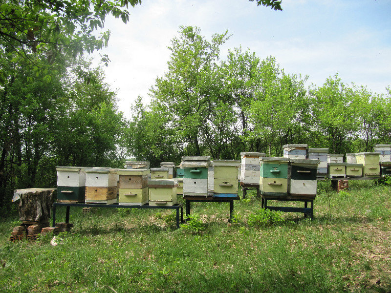 The Bee Hives