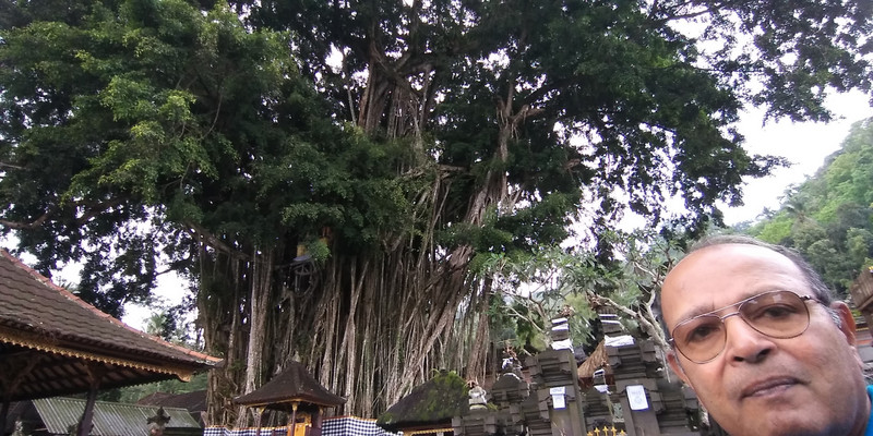 Large BAnyan Tree