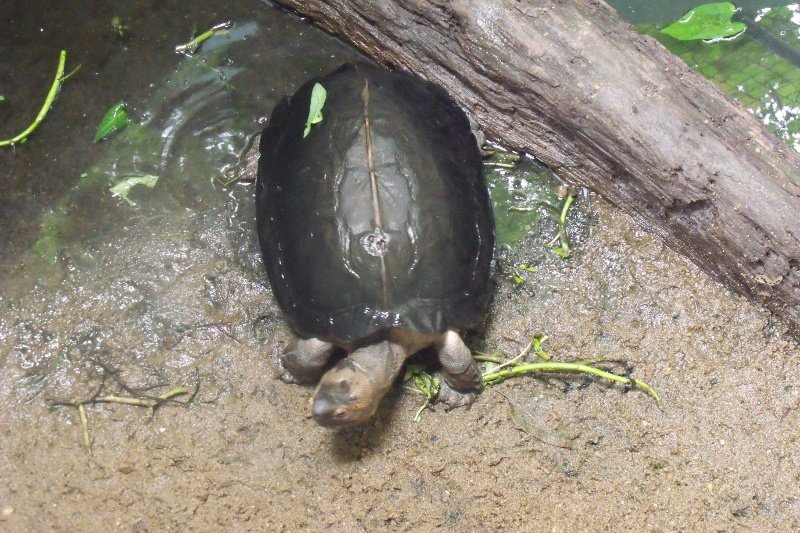 A young hard backed turtle