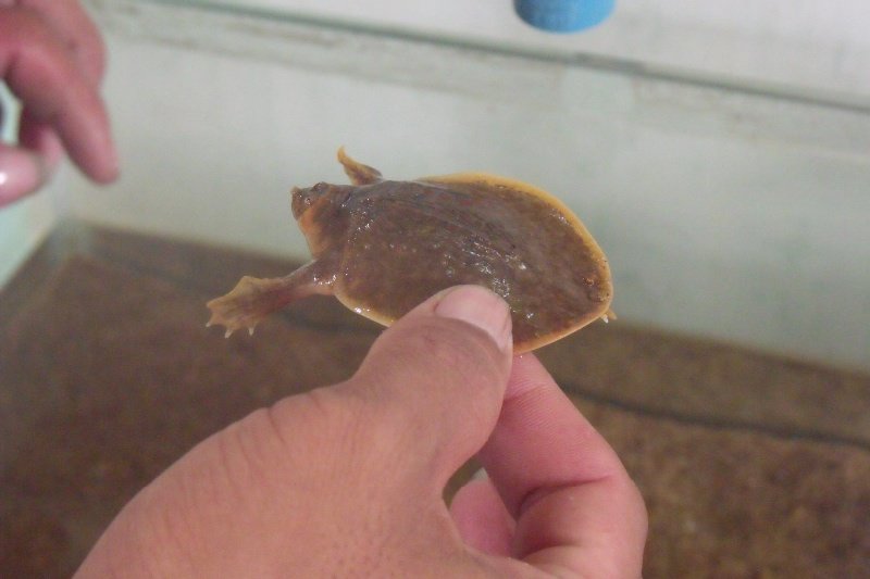 A baby Cantor soft shelled turtle