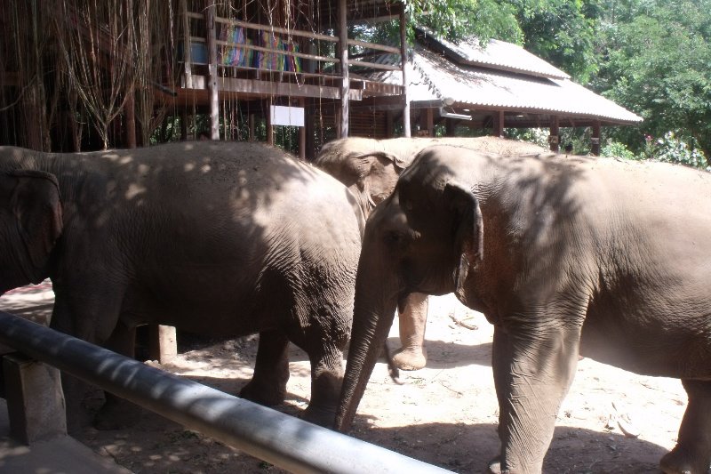 At the Elephant nature park
