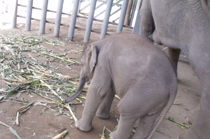 A two month old baby elephant