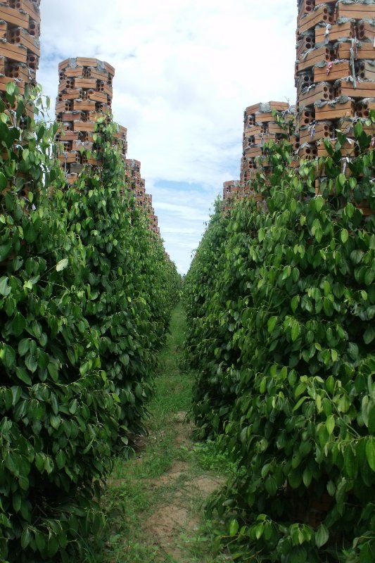 Looking down the rows of planted peppers