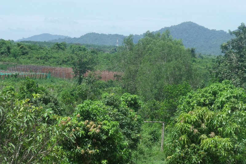 View towards the pepper plantation