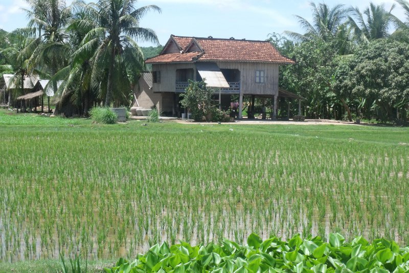 View of a rice field