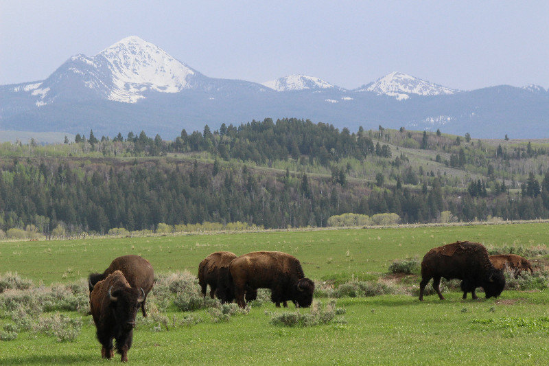 where the buffalo roam | Photo
