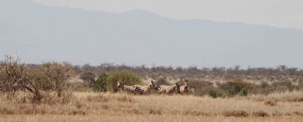 Hazy Zebras