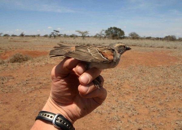 Kenya Rufous Sparrow