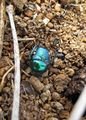 Iridescent dung-beetle