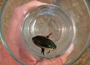 Water beetle