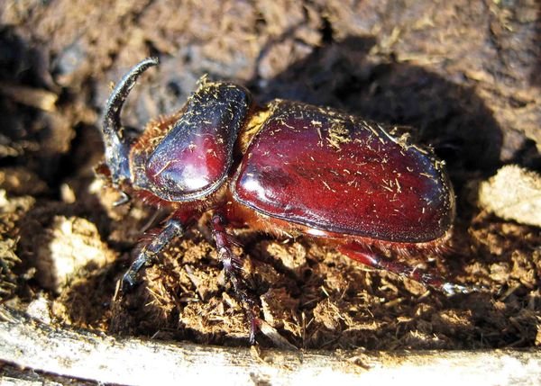 Rhinoceros dung beetle sp.