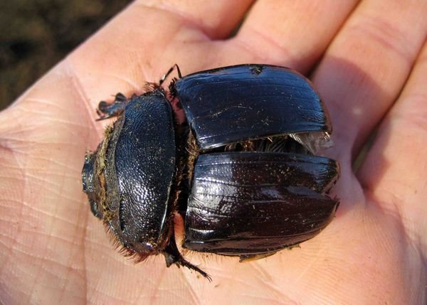 Dead dung beetle