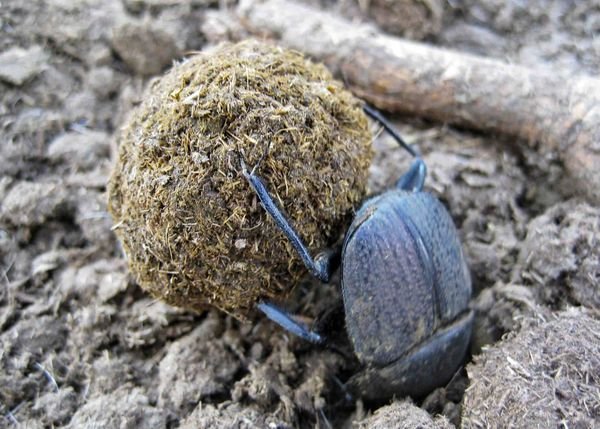 The quintessential dung beetle