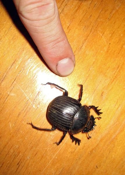 Dinner Dung Beetle