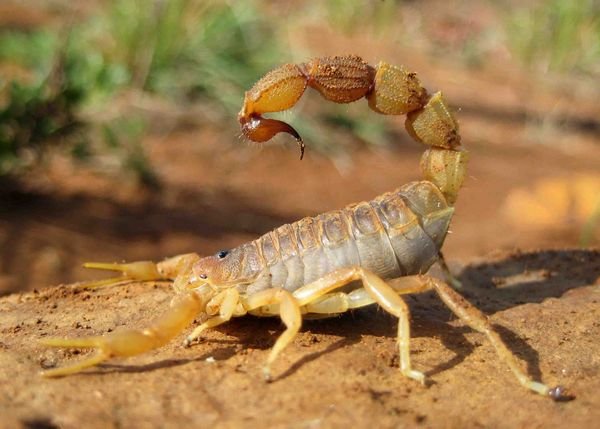 Scorpion Profile