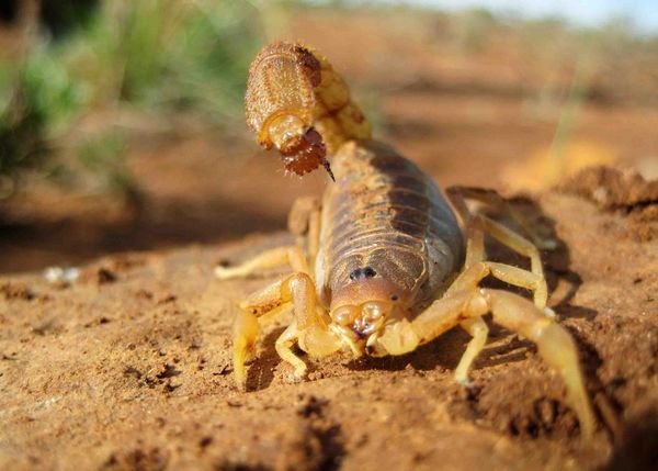 Scorpion's-eye-view