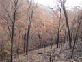 Forest after the fires this year